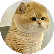 退休貓有價領養